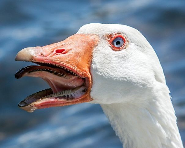 The Inside Of A Gooses Mouth