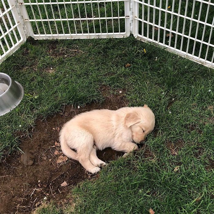 All Tuckered Out From Digging