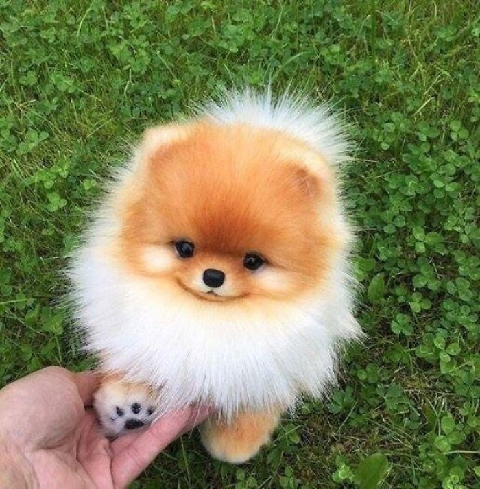 Very Very Very Very Cute Puppies