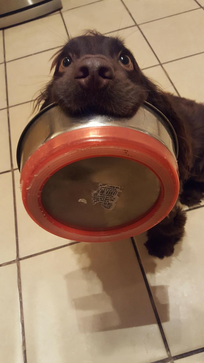 Pupper Subtly Hints That He's Hungry