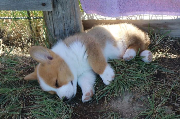 My Gf And I Are Getting Our Second Corgi Pup Who We’ve Named Oliver. Our Breeder Sends Us Pictures Like This Most Days And We Can’t Get Enough Of The Little Guy