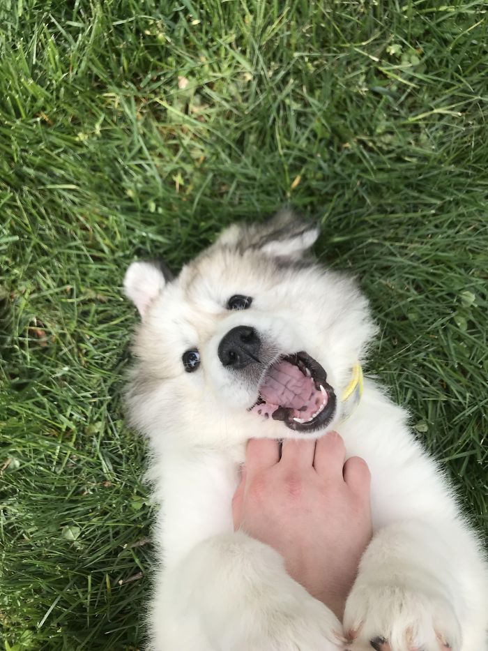 Part Samoyed, Part Great Pyrenees, All Smiles