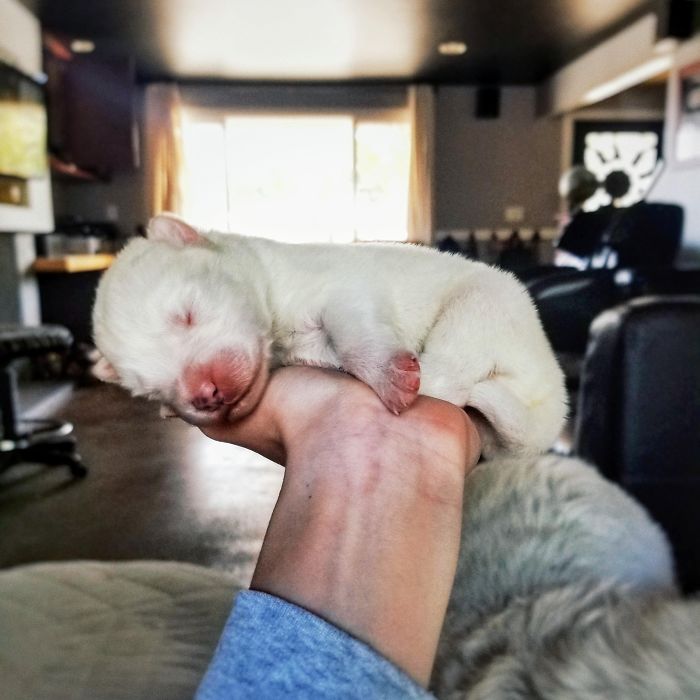 This One Week Old Baby Samoyed Puppy