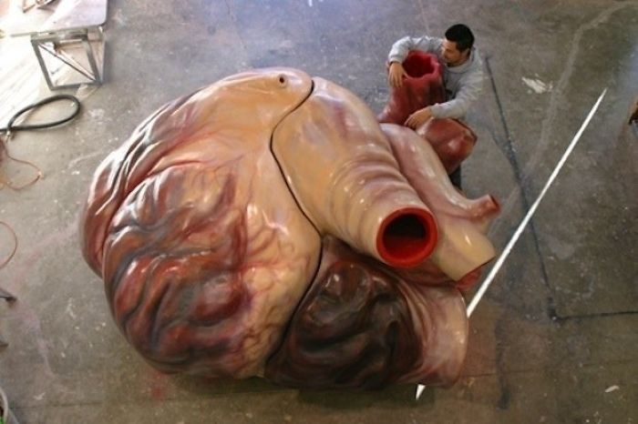Size Of A Blue Whale's Heart