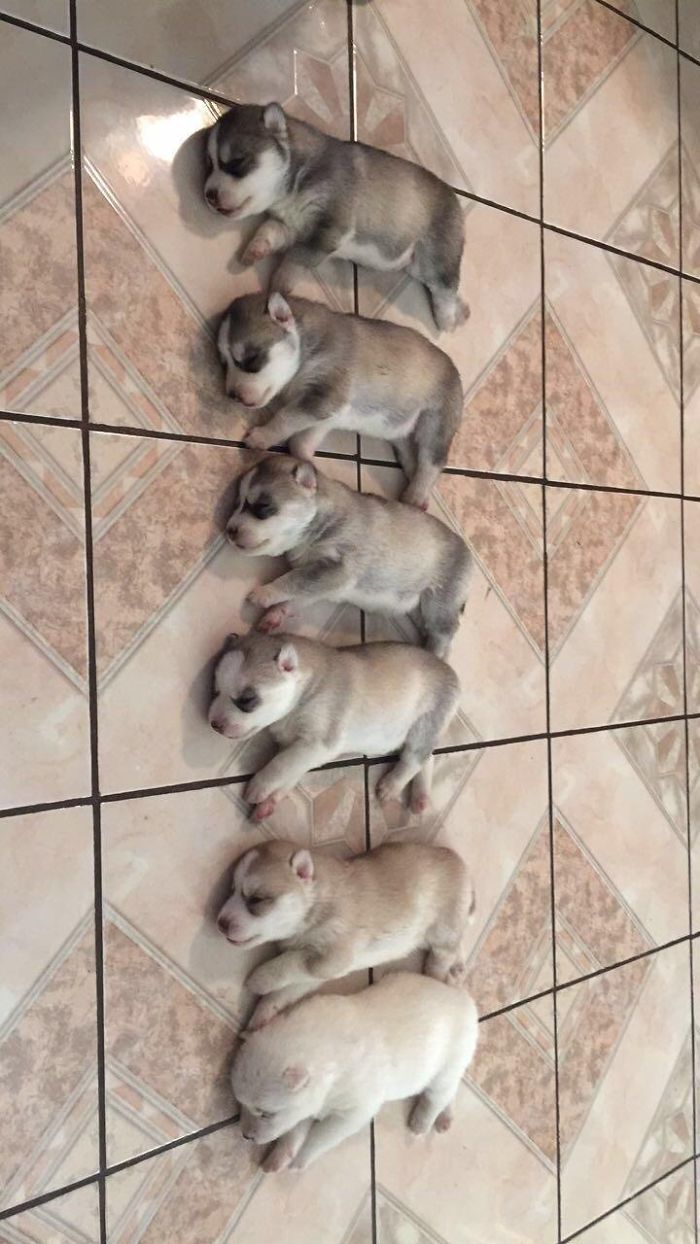 My Sister's Husky Ran Out Of Ink While Giving Birth