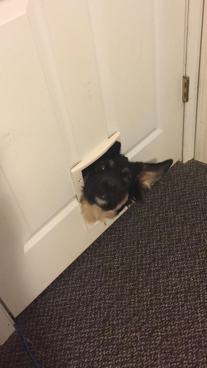 My 70lb German Shepherd Puppy Every Time I Go In To The Room Where I Keep His Food. (He Used To Fit Through)