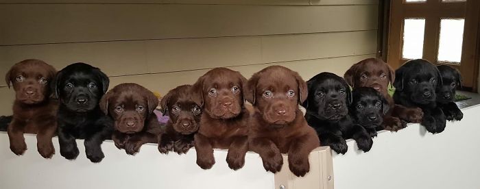 This Litter Of Puppies Is Being Raised By A Vet Nurse Friend After Their Mom Passed Away. She Is Greeted By The Crew Every Morning Like This