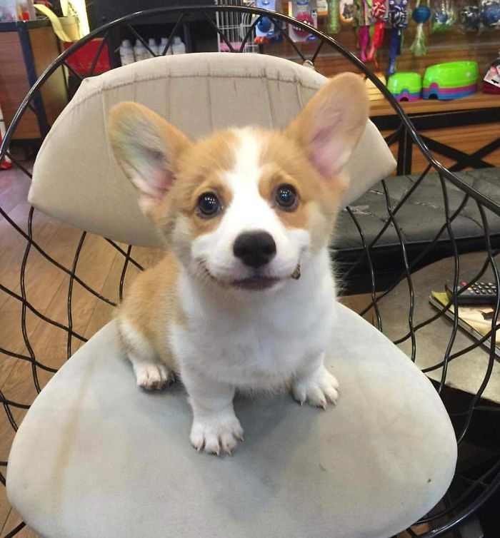 Lilo The Corgi Puppy Has One Cute And Mischievous Little Smile