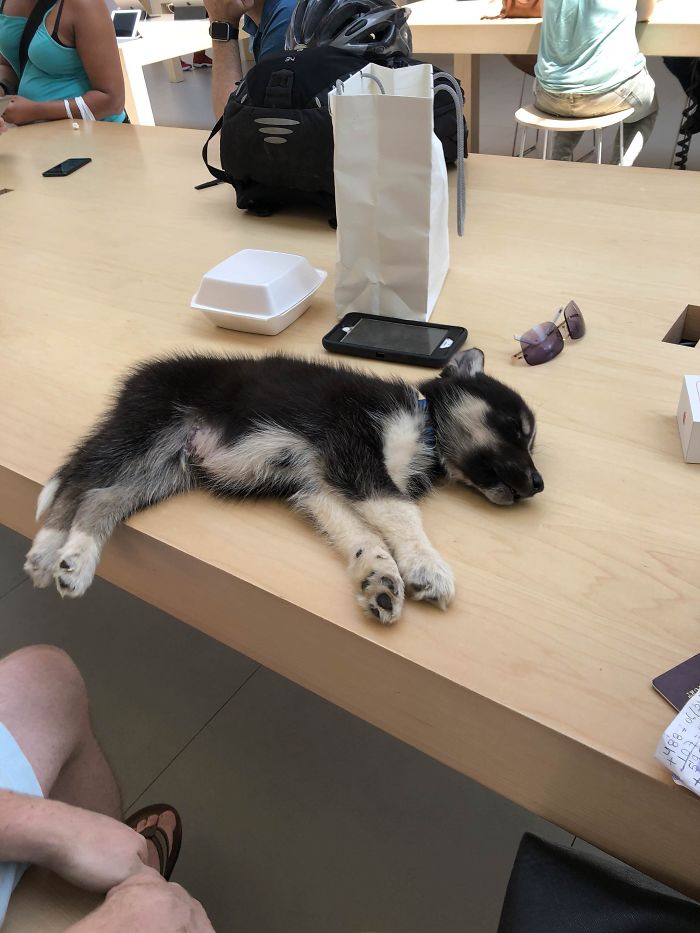 Pooped Ipupper At The Apple Store