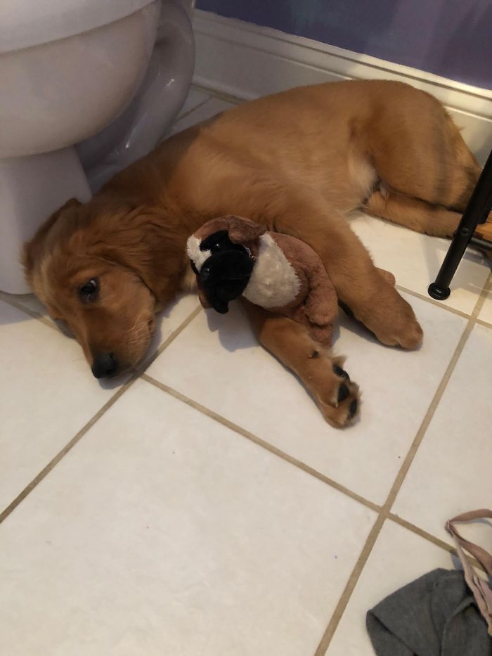 Murphy Just Got Home From His 15 Week Shots. Went To Find His Best Friend Immediately