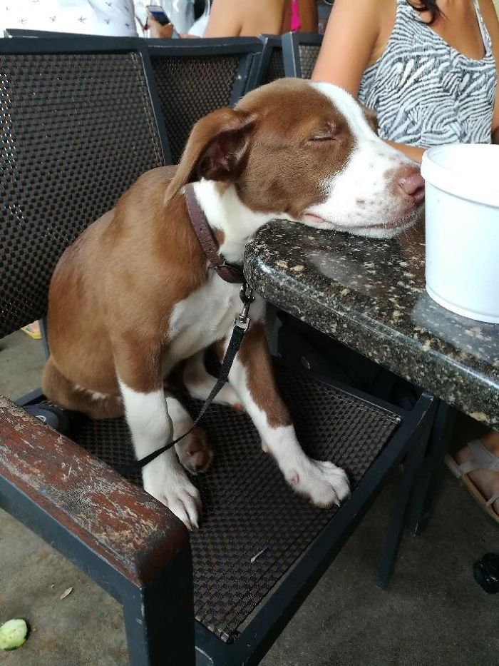Girlfriend And I Adopted A Puppy, He Fell Asleep On The Table First Day Out On The Town