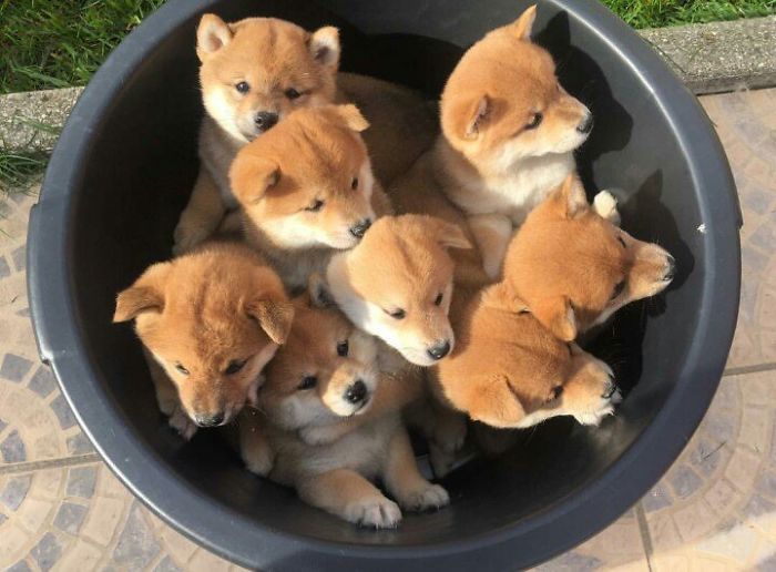 A Bucket Full Of Love