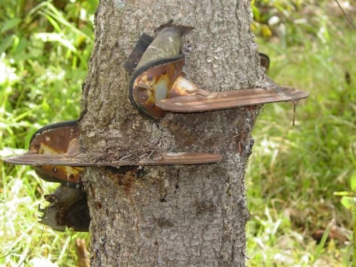Cuando mi abuelo era joven, colgó sus patines en la rama de un árbol y se olvidó de ellos. Los encontró años después