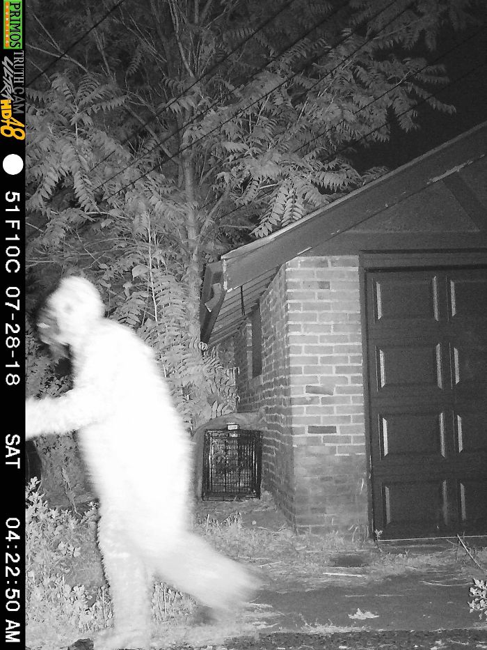 My Friend Played A Prank On His Girlfriend. She Has A Night Vision Motion-Activated Camera Setup In A Quest To Treat A Sick Coyote. She Checks The Footage Every Morning Religiously. He Rented A Sasquatch Outfit And Walked Around The Camera At 4 Am