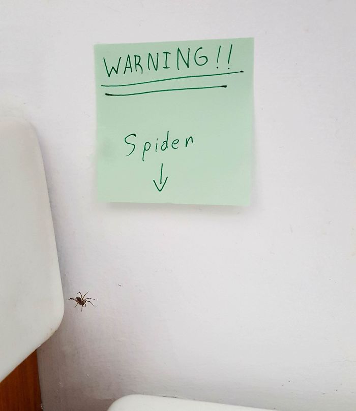 Asked My Husband To Take Care Of A Spider, Went Into Bathroom To Find This