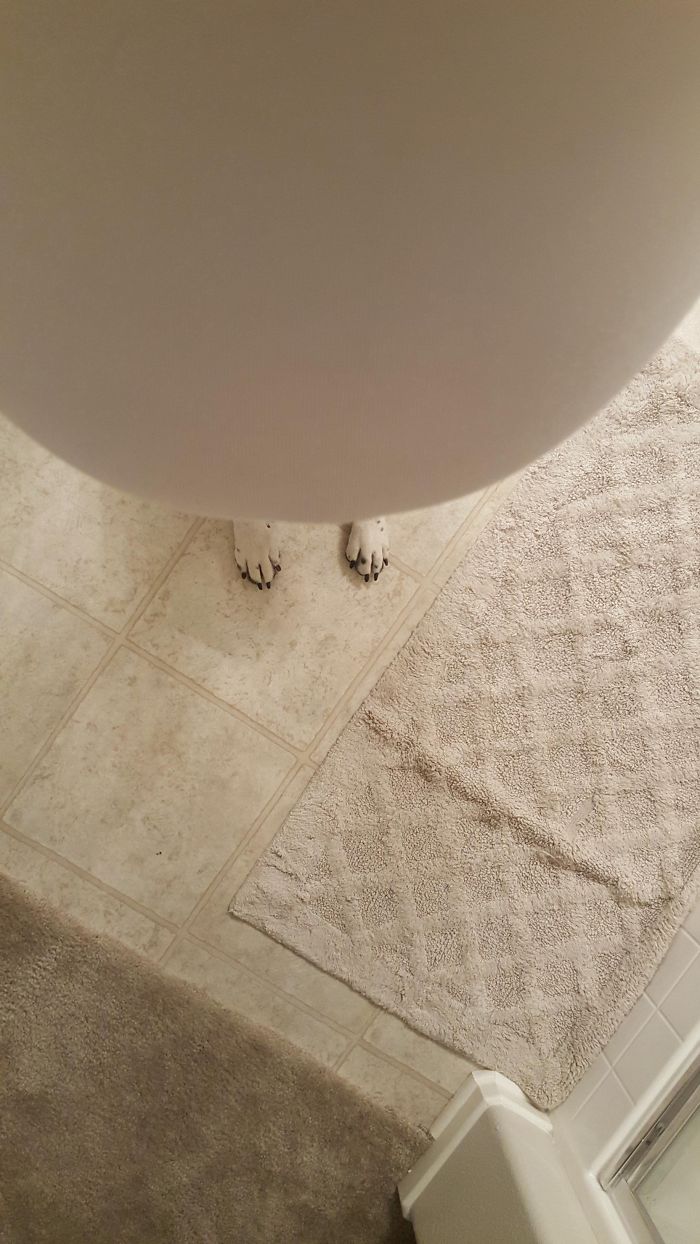 My Wife Is Pregnant And She Thought It Would Be Funny To Take A Picture Of Our Dog's Feet Looking Like They Are Her