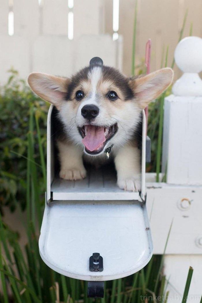 Mail Delivery