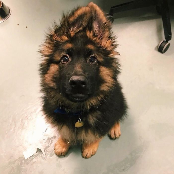 He Still Needs Time To Grow Into His Ears