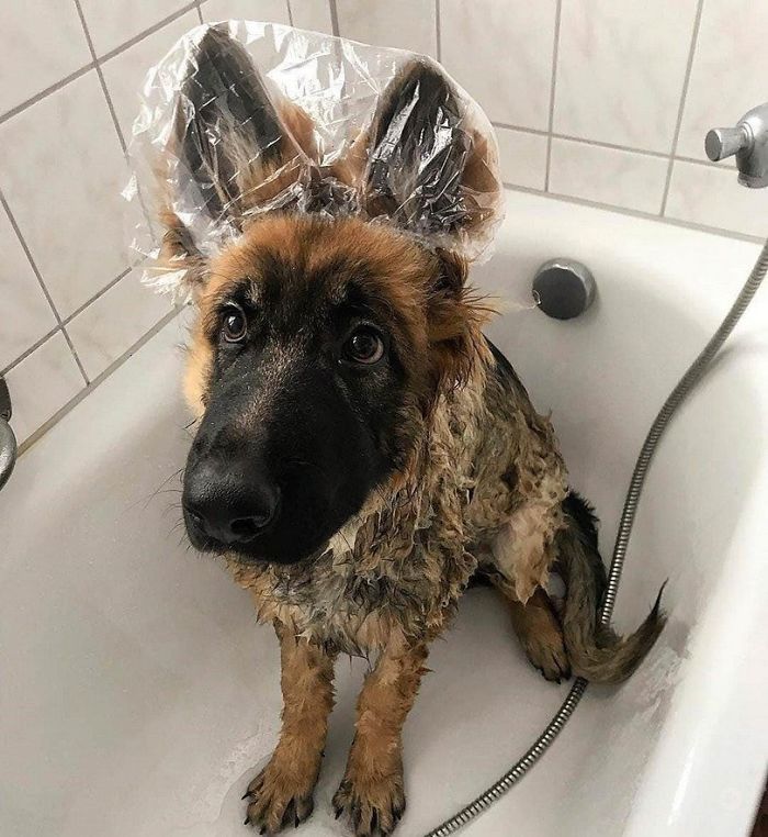 The Main Thing Is That Your Ears Do Not Get Wet