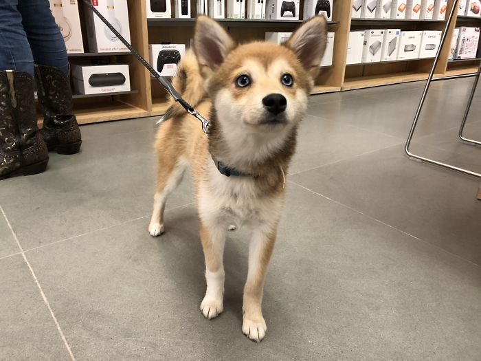 This Dog Is Half Shiba Inu, Half Mini Husky. He Is 4 Months Old And Ridiculously Sweet