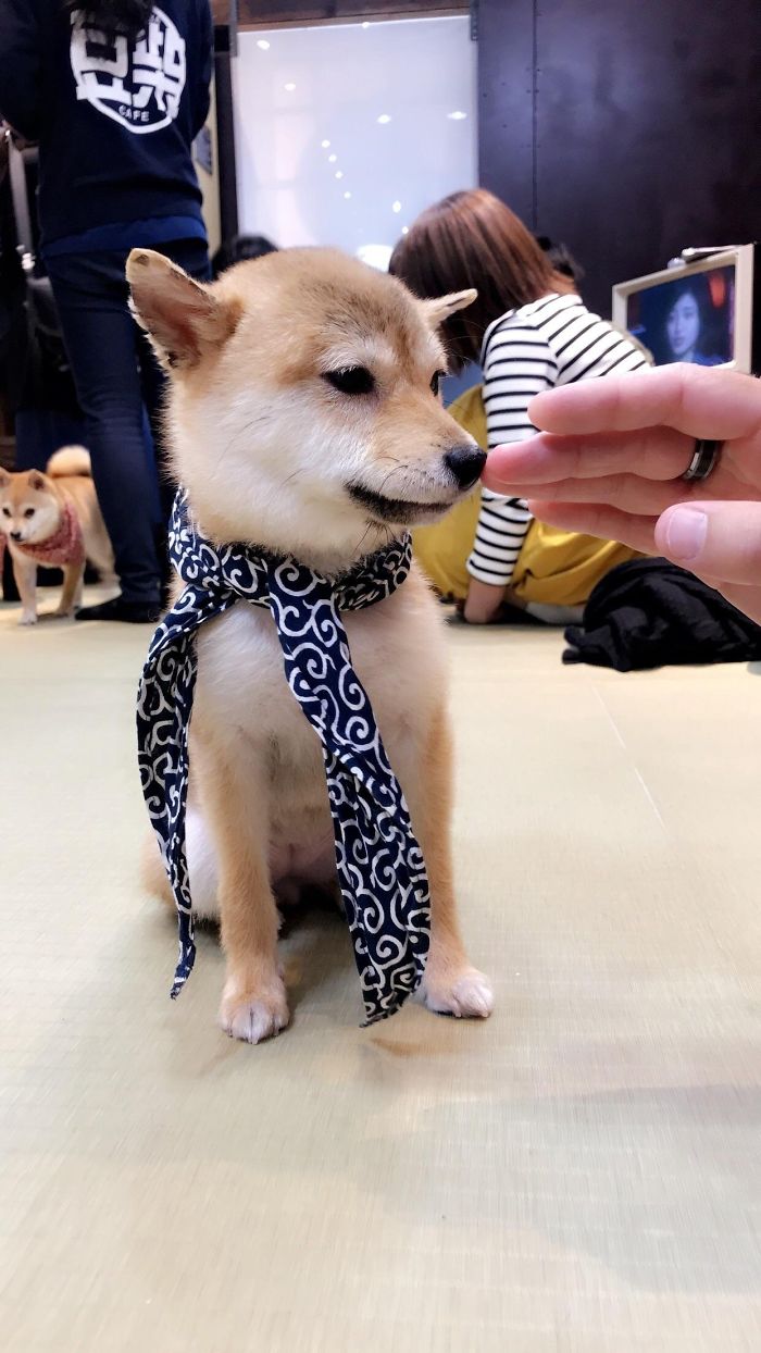 My Fiancé And I Visited A Shiba Inu Cafe In Kyoto Today And The Smallest Puppy Took A Liking To Us
