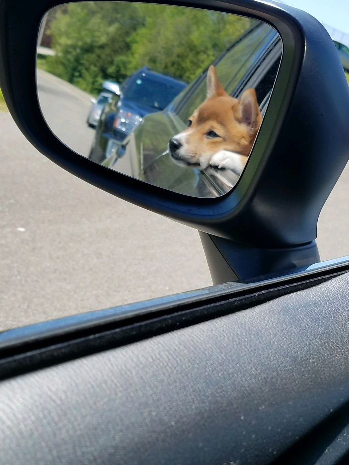 Ela The Shiba Pup Going For A Car Ride