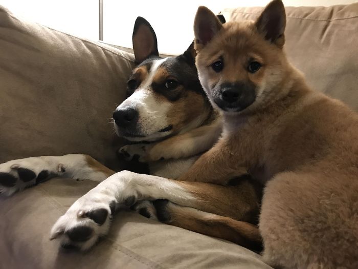 Tsuki The Shiba Pup Wants To Be The Center Of Attention