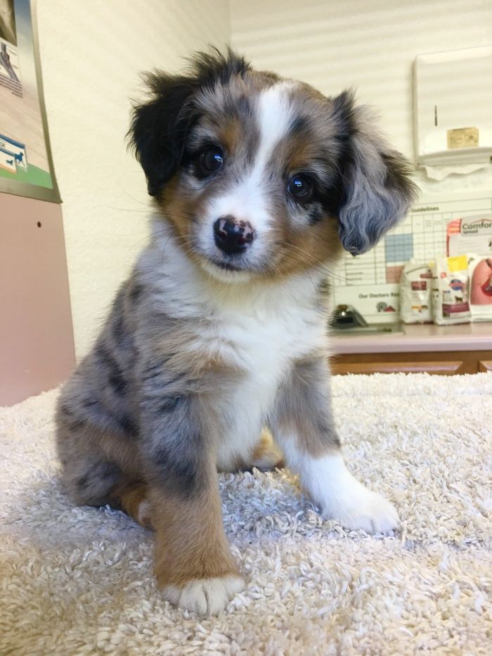 First Day With My Pupper. Meet Skye, The Mini Aussie