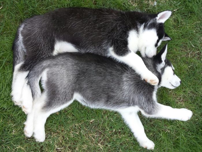 My Sister And Her Friend Adopted Husky Puppies From The Same Litter From Across The Country. This Is How Their Reunion Ended