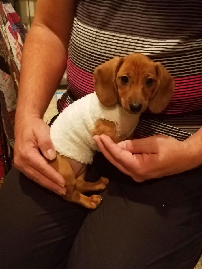 Meet My New Pupper Pickle. She's Wearing The Latest In Puppy Fashion...a Fuzzy Sock Cut Up To Keep Her Warm