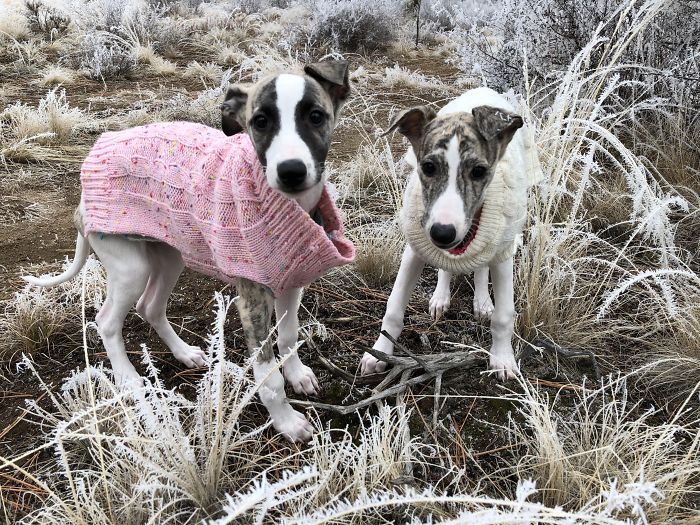 Whippet Puppies In Sweaters, Meet Willow & Juniper
