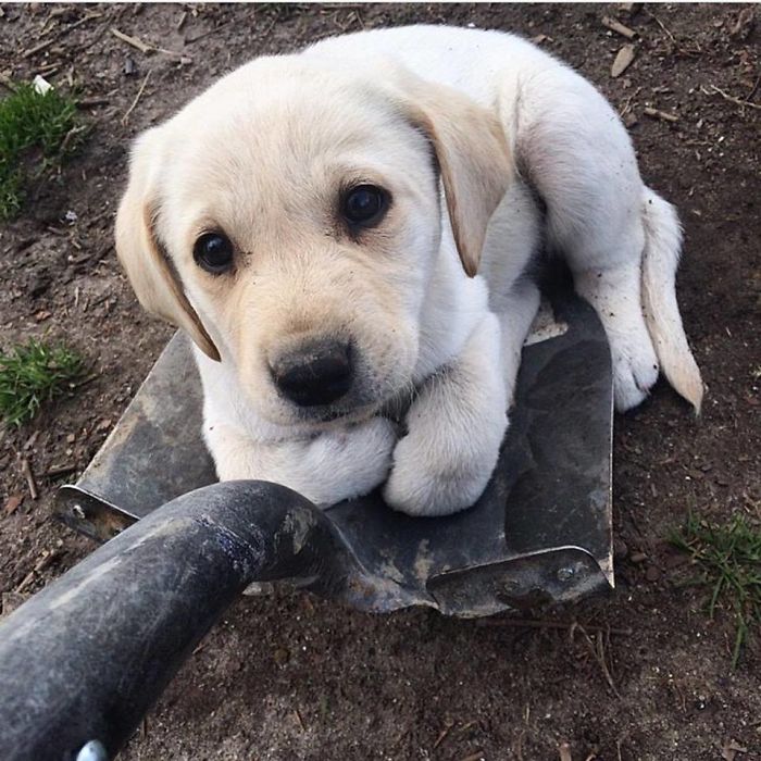 No Dig, Pet Me Please