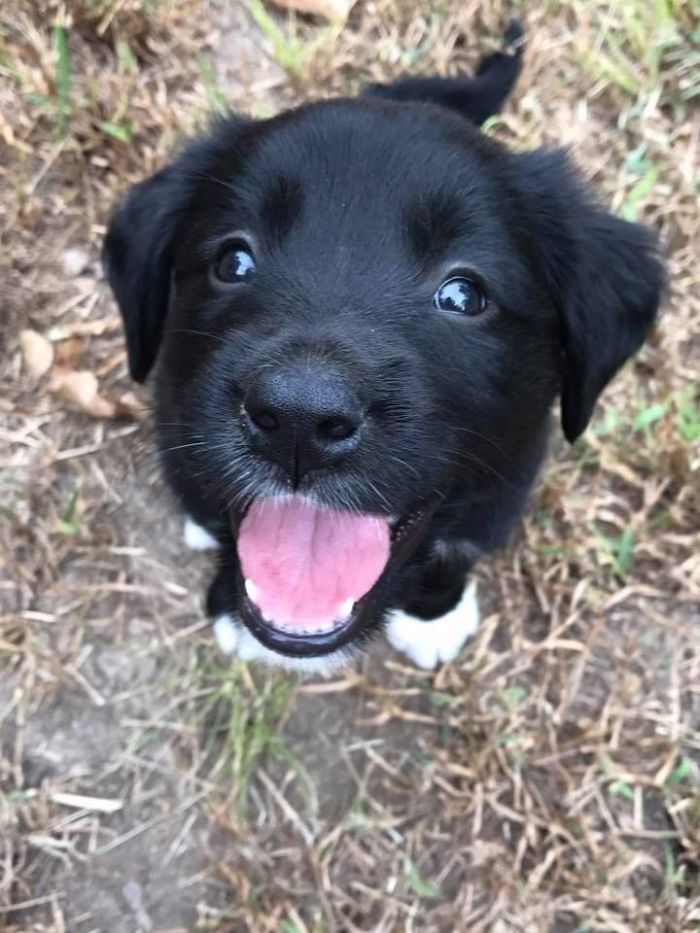 My Friend Got A New Puppy! Collie Retriever Mix, And 100% Smiles
