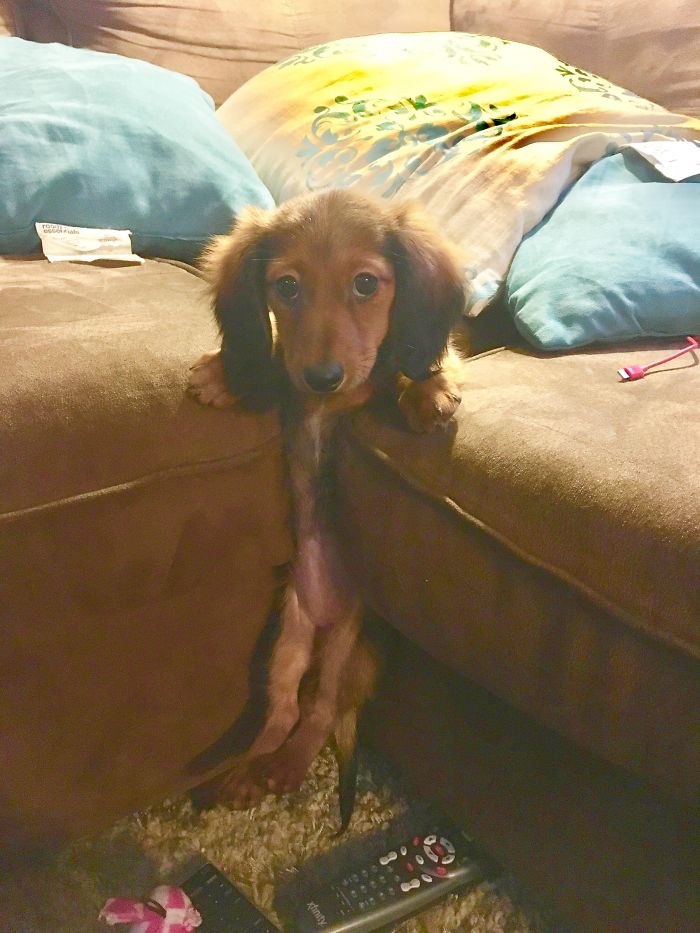 My Dauschund Puppy Got Stuck In The Couch Cushions