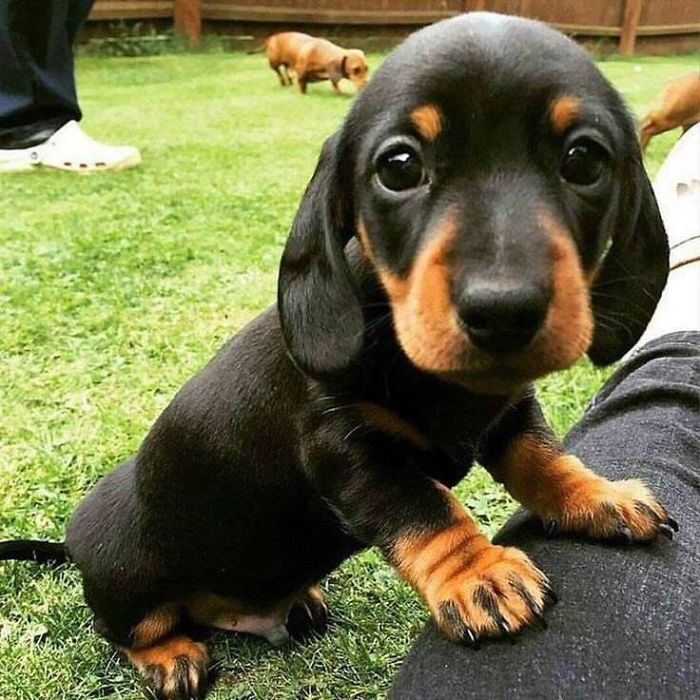 This Is One Of The Cutest Dachshund Pups I’ve Ever Seen