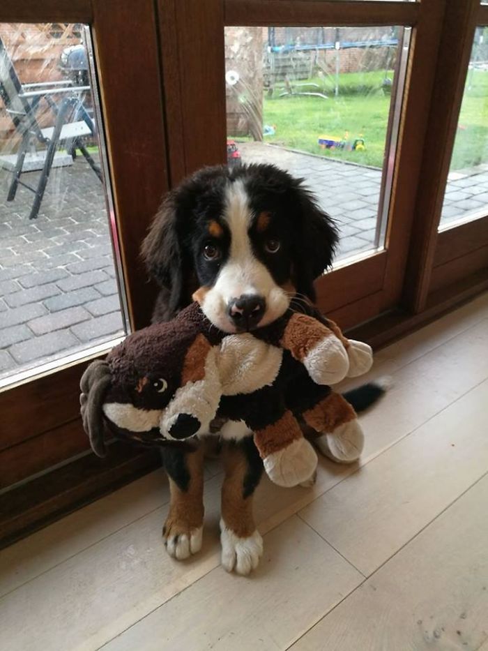 My Neighbor's Bernese Puppy With Her Own Mini-Me