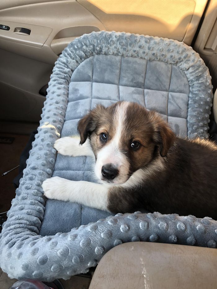I’ve Had A Dog Almost My Whole Life. It’s Been 3 Years Since I Have. I Finally Just Picked This Little Guy Up Today. He’s A Border Collie. Any Name Suggestions