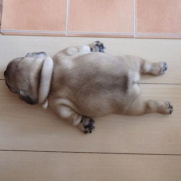 Floofy Pupper Resting