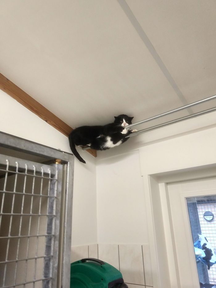 This Cat At My Local Shelter Really Doesn't Like People
