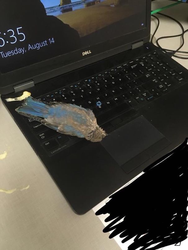 A Bird Flew In My Window, Sh*t On My Laptop, And Decided To Die Right In Front Of Me. How's Your Day Going?