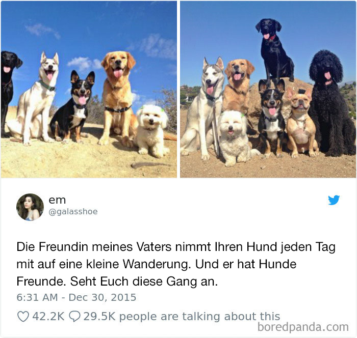 Hilarious-Dog-Tweets