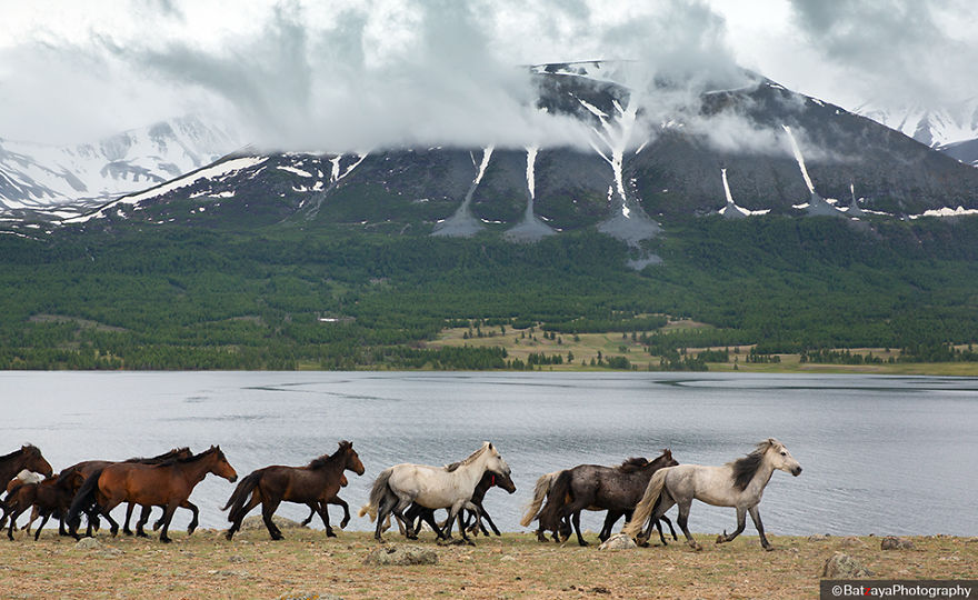 I Captured Horse Photos Showing Mongolia's Unchanged Nomadic Culture