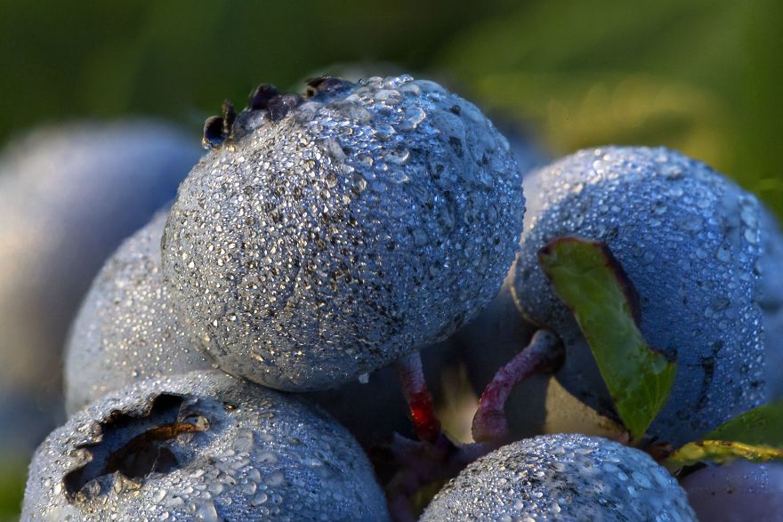 I Photographed The Life Cycle Of Blueberries, And I Couldn't Have Imagined It Being So Beautiful