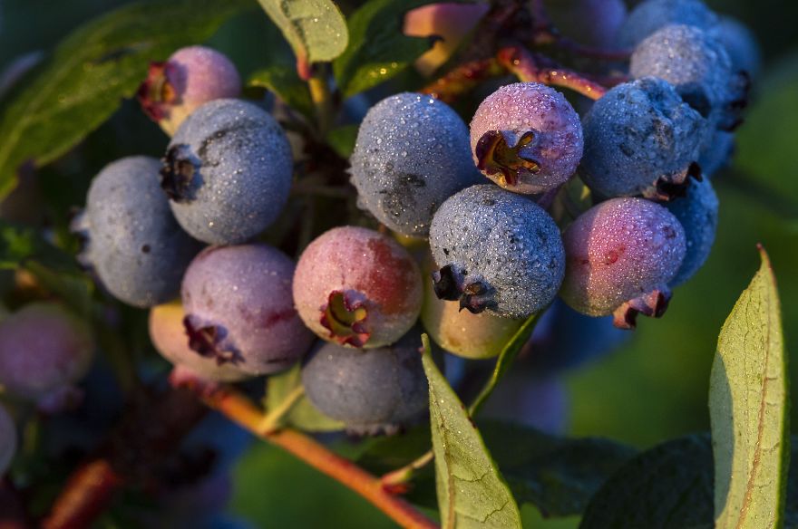 I Photographed The Life Cycle Of Blueberries, And I Couldn't Have Imagined It Being So Beautiful