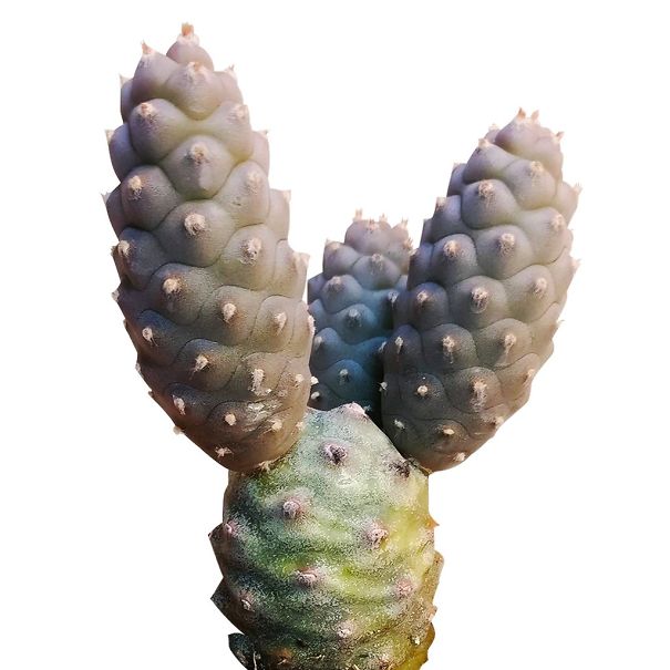 Cacti That Don't Hurt