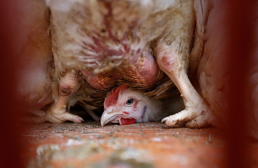 The Way This Man Captures The Individuality Of Farmed Animals Will Amaze You