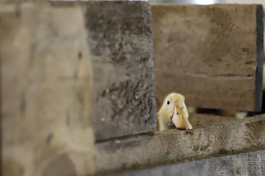 The Way This Man Captures The Individuality Of Farmed Animals Will Amaze You