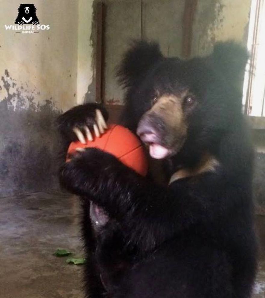 Ex-Dancing Bear Rangila's Journey To Freedom From Nepal To India!