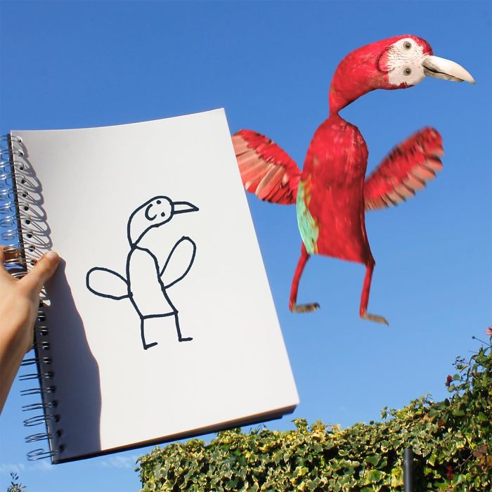 Red Parrot Drawing