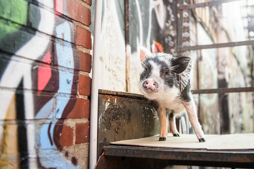 I Photographed A Pig In A Graffiti Alley